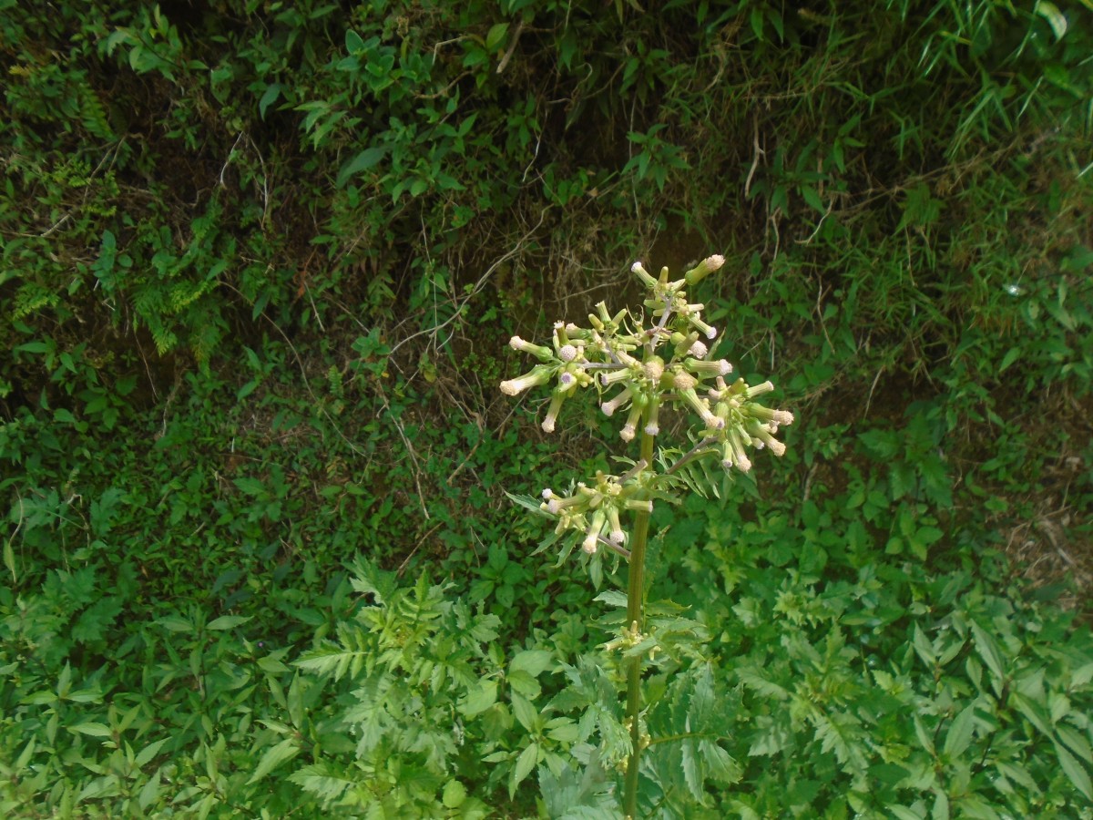 Erechtites